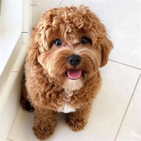 cabapo|Cavapoo Dog Breed Facts & Information 